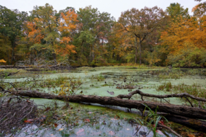 Wetland area with a log going across the bottom of the image, a body of marshy water and a tree line in the background with fall colored leaves.