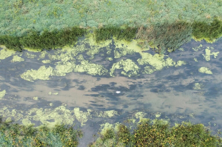 stormwater pond in a marshy area